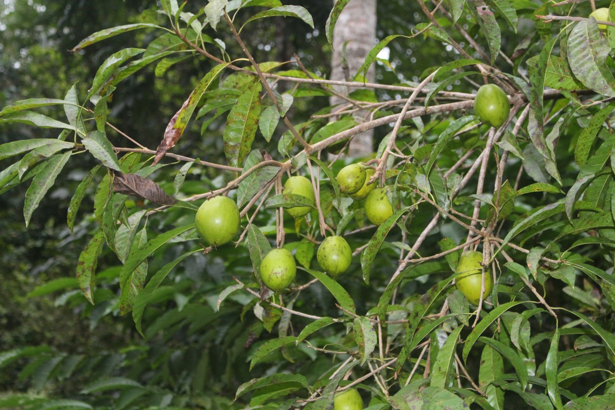 Pouteria campechiana (Kunth) Baehni